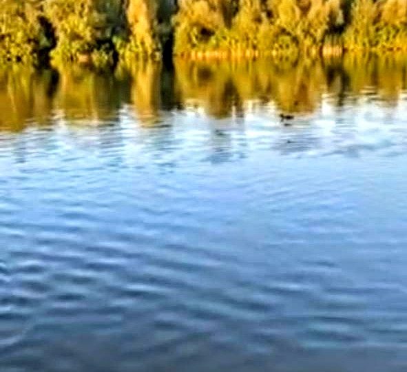 #460 Дом на сутки с баней Киев Осоорки — фото 30