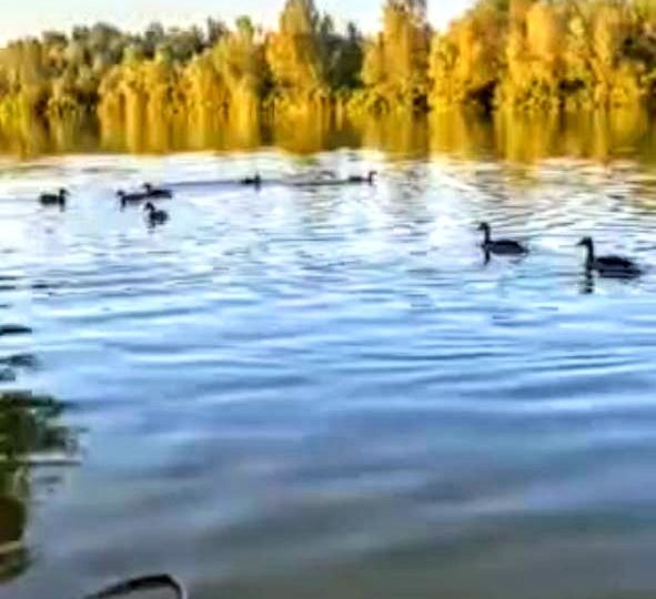 #460 Дом на сутки с баней Киев Осоорки — фото 32