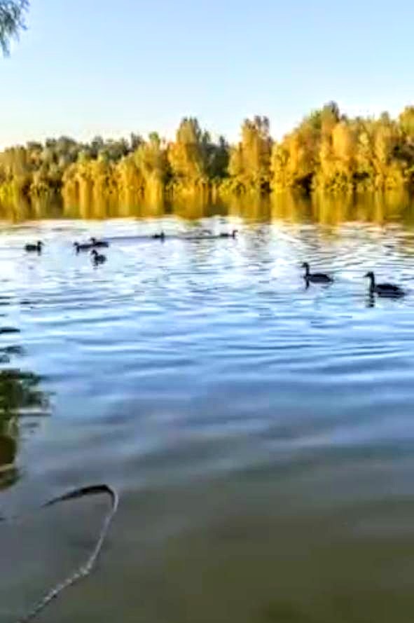 #460 Дом на сутки с баней Киев Осоорки — фото 32