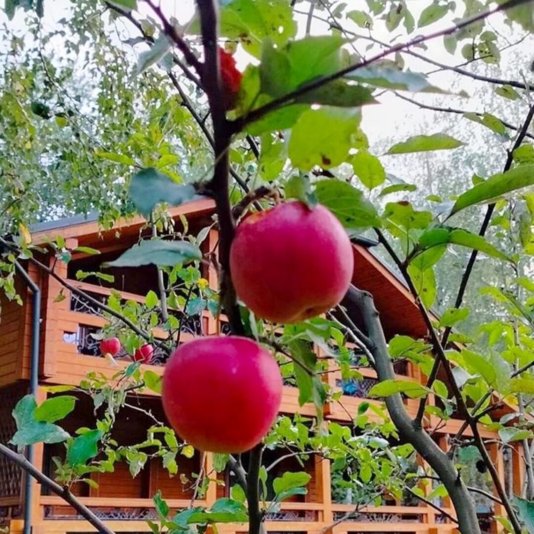 #32 Коттедж у озера на сутки Киевская область — фото 30