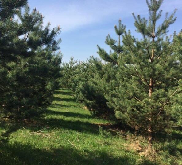 # 22 Дом на природе на сутки Киевская область — фото 15